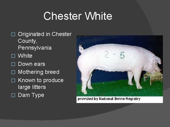 Chester White � � � Originated in Chester County, Pennsylvania White Down ears Mothering