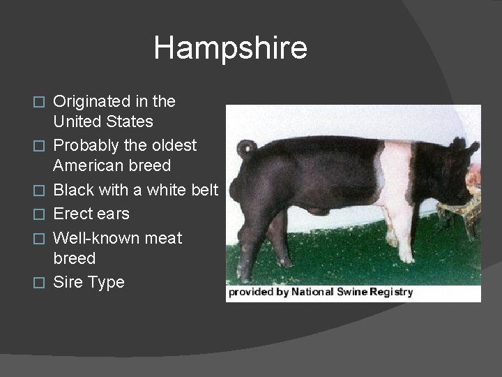 Hampshire � � � Originated in the United States Probably the oldest American breed