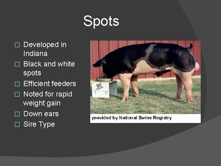 Spots � � � Developed in Indiana Black and white spots Efficient feeders Noted