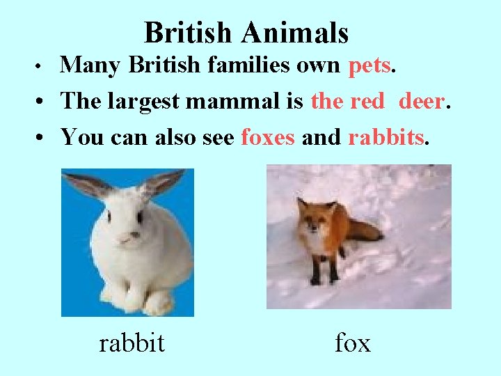 British Animals • Many British families own pets. • The largest mammal is the