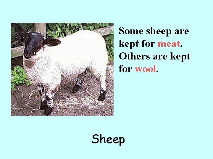 Some sheep are kept for meat. Others are kept for wool. Sheep 