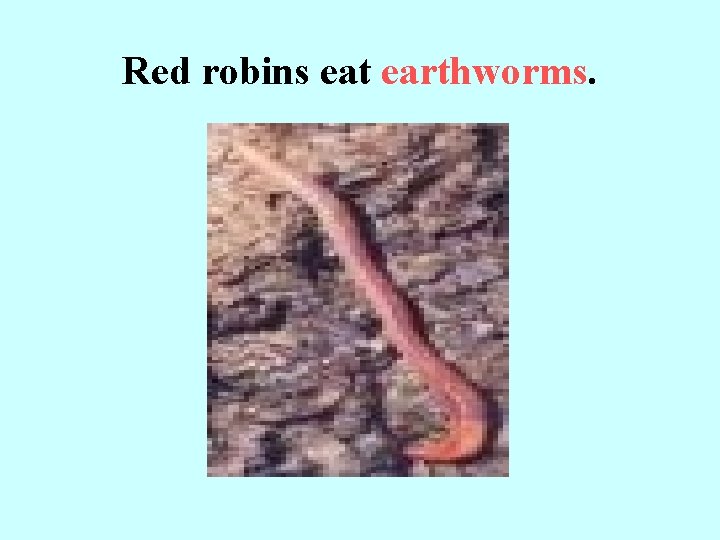 Red robins eat earthworms. 