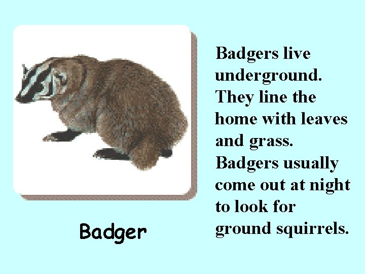 Badgers live underground. They line the home with leaves and grass. Badgers usually come