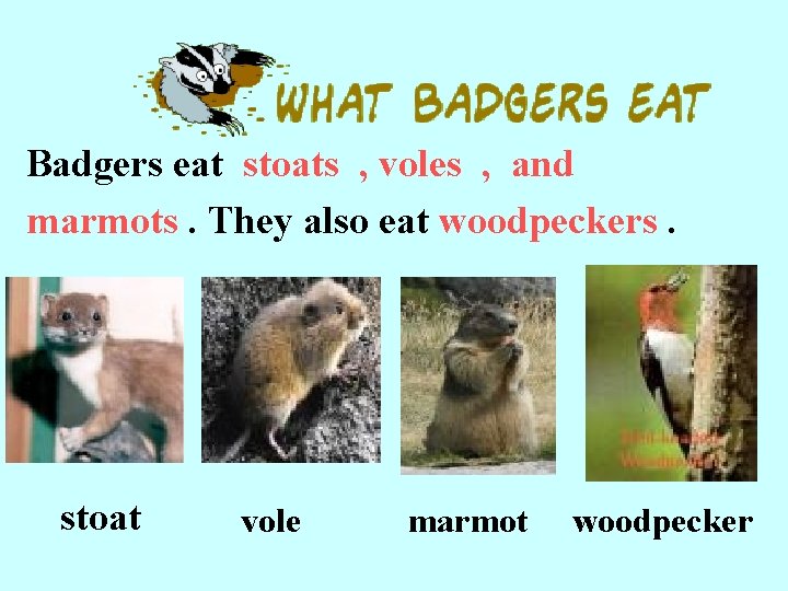 Badgers eat stoats , voles , and marmots. They also eat woodpeckers. stoat vole