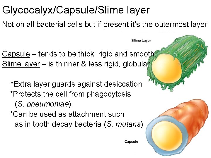 Glycocalyx/Capsule/Slime layer Not on all bacterial cells but if present it’s the outermost layer.
