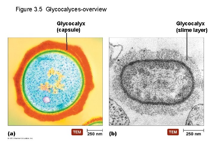 Figure 3. 5 Glycocalyces-overview Glycocalyx (capsule) Glycocalyx (slime layer) 