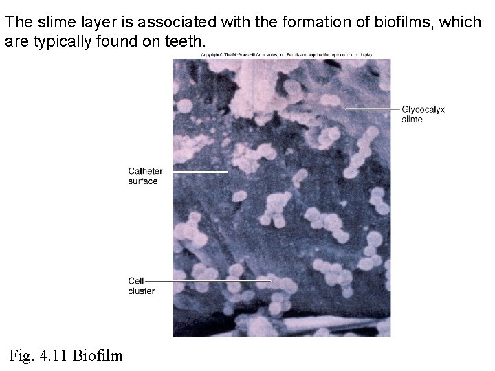 The slime layer is associated with the formation of biofilms, which are typically found