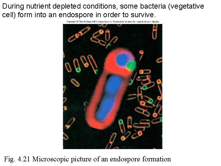 During nutrient depleted conditions, some bacteria (vegetative cell) form into an endospore in order