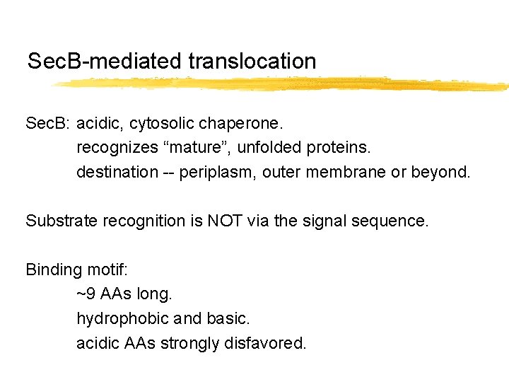 Sec. B-mediated translocation Sec. B: acidic, cytosolic chaperone. recognizes “mature”, unfolded proteins. destination --