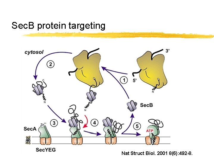 Sec. B protein targeting Nat Struct Biol. 2001 8(6): 492 -8. 