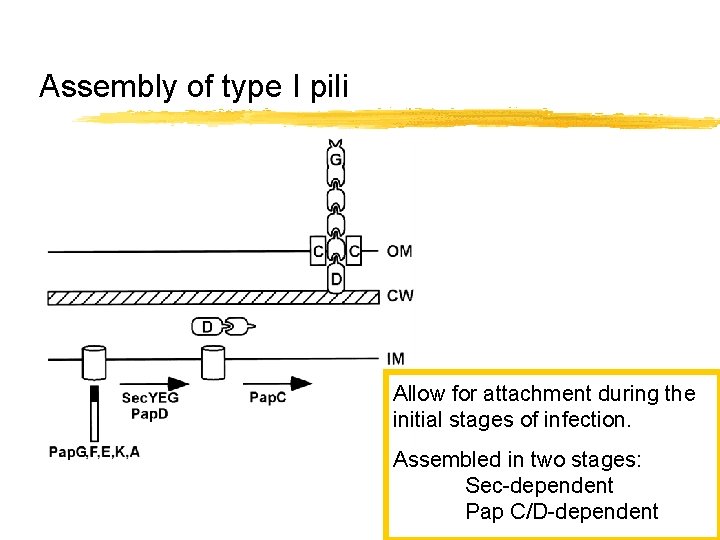 Assembly of type I pili Allow for attachment during the initial stages of infection.