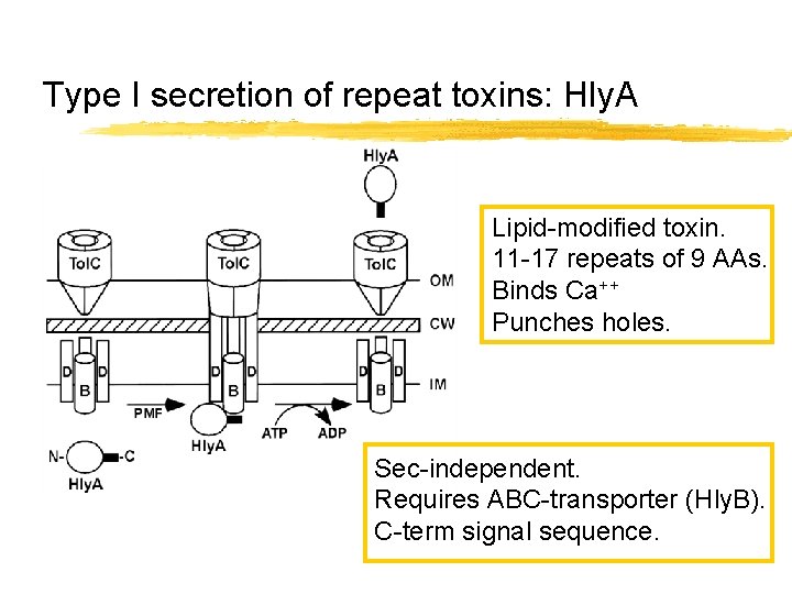 Type I secretion of repeat toxins: Hly. A Lipid-modified toxin. 11 -17 repeats of