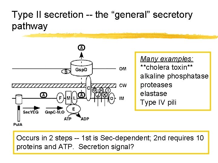 Type II secretion -- the “general” secretory pathway Many examples: **cholera toxin** alkaline phosphatase