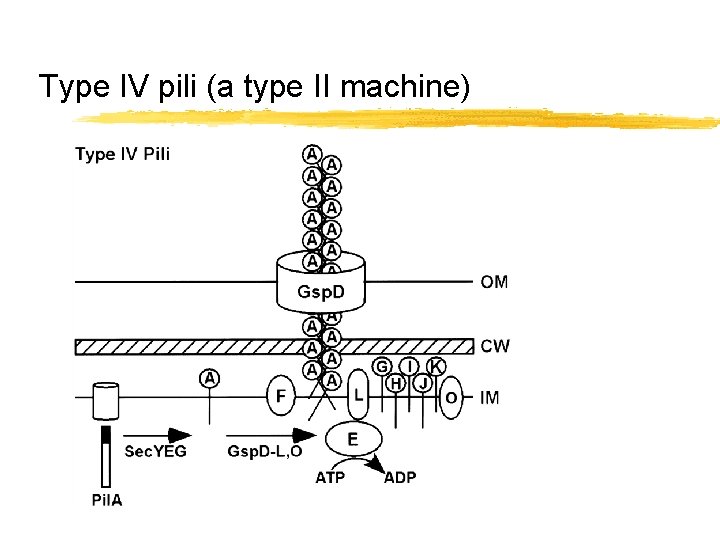 Type IV pili (a type II machine) 