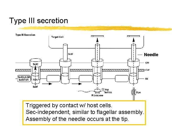 Type III secretion Needle Triggered by contact w/ host cells. Sec-independent, similar to flagellar