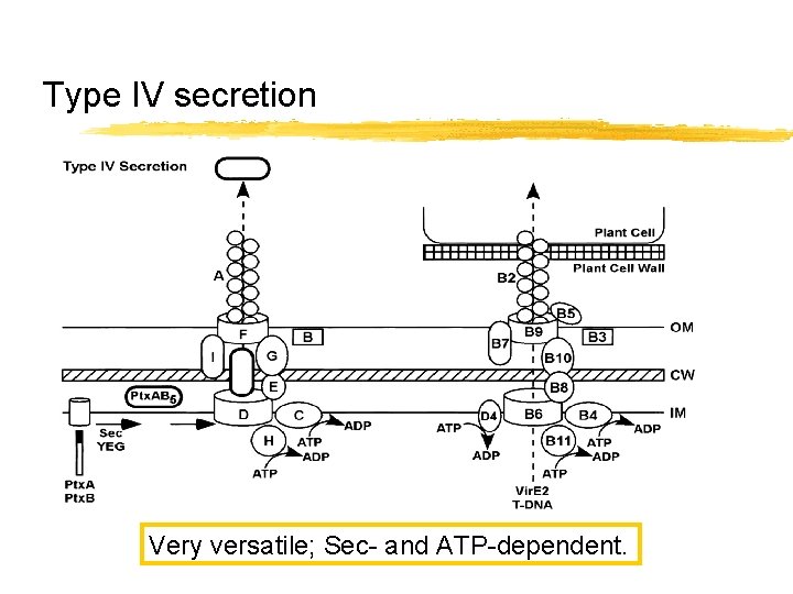 Type IV secretion Very versatile; Sec- and ATP-dependent. 