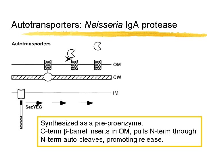 Autotransporters: Neisseria Ig. A protease Synthesized as a pre-proenzyme. C-term b-barrel inserts in OM,