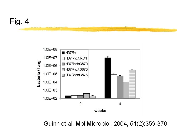 Fig. 4 Guinn et al, Mol Microbiol, 2004, 51(2): 359 -370. 