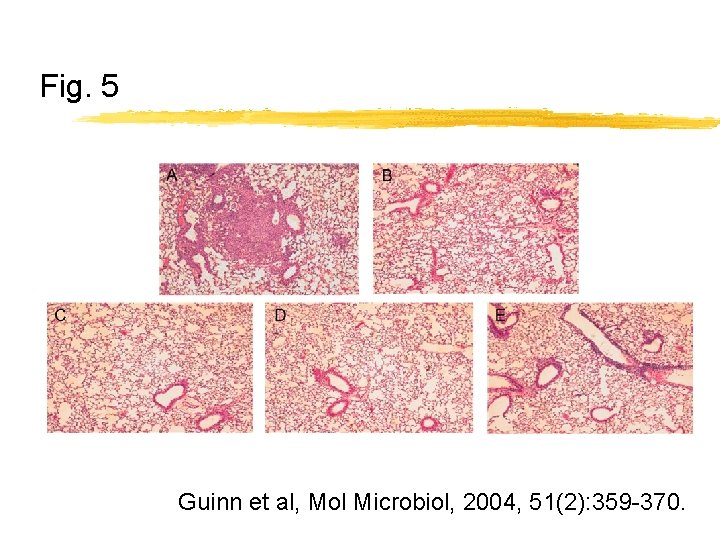 Fig. 5 Guinn et al, Mol Microbiol, 2004, 51(2): 359 -370. 