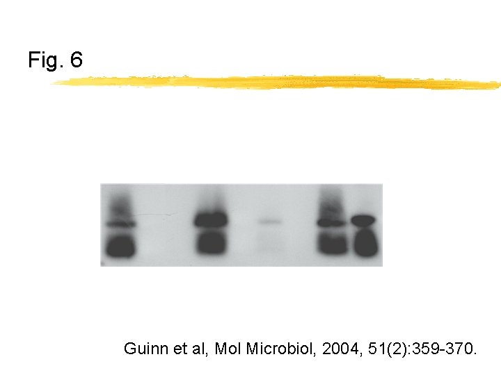 Fig. 6 Guinn et al, Mol Microbiol, 2004, 51(2): 359 -370. 