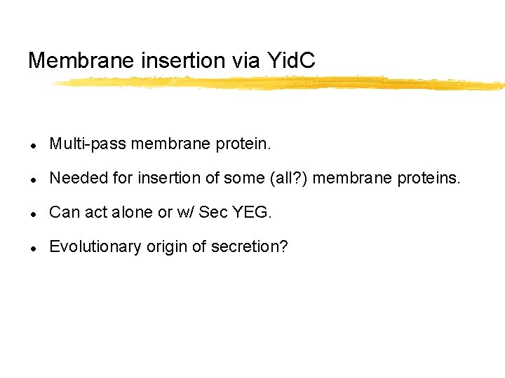 Membrane insertion via Yid. C l Multi-pass membrane protein. l Needed for insertion of