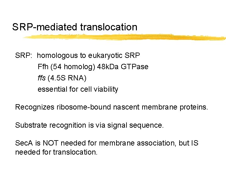 SRP-mediated translocation SRP: homologous to eukaryotic SRP Ffh (54 homolog) 48 k. Da GTPase