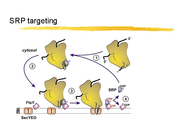 SRP targeting 