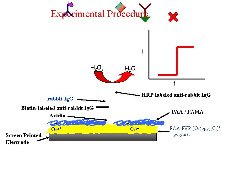 Experimental Procedure I H 2 O 2 H 2 O t HRP labeled anti-rabbit