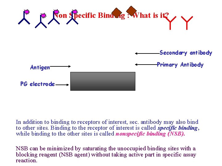 Non Specific Binding : What is it? Secondary antibody Antigen Primary Antibody PG electrode