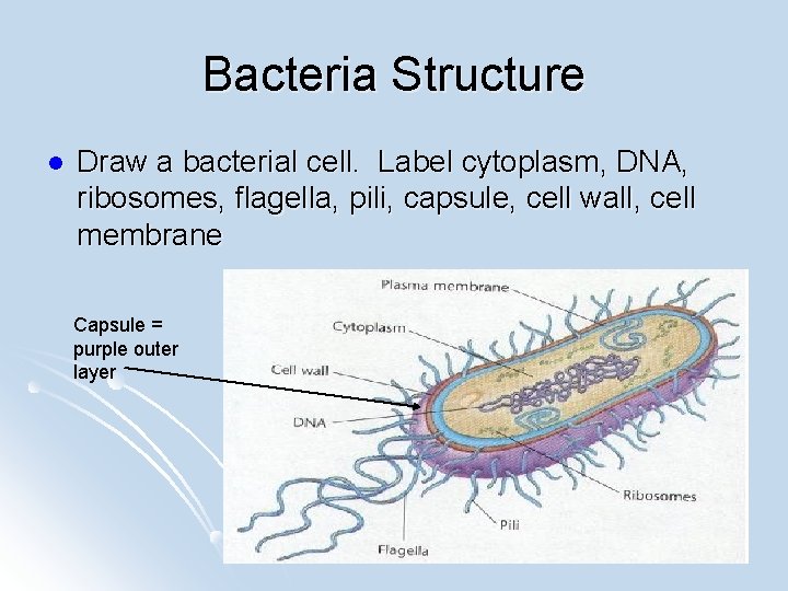 Bacteria Structure l Draw a bacterial cell. Label cytoplasm, DNA, ribosomes, flagella, pili, capsule,