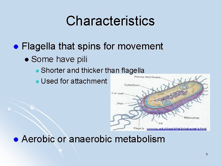 Characteristics l Flagella that spins for movement l Some have pili l Shorter and