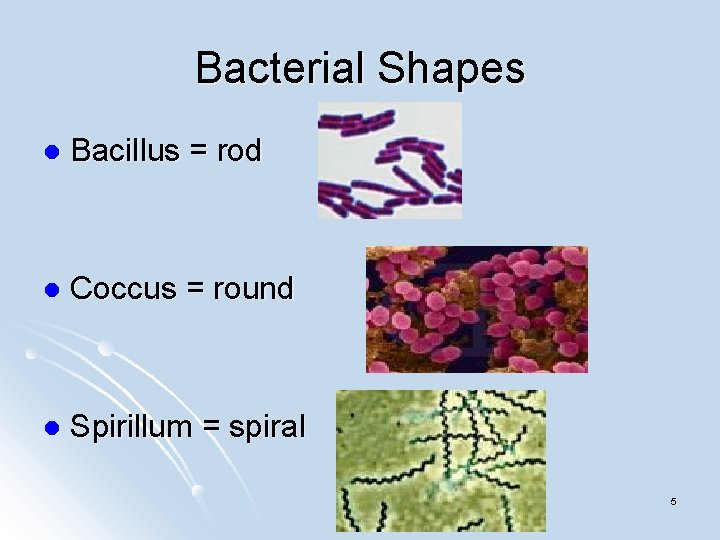 Bacterial Shapes l Bacillus = rod l Coccus = round l Spirillum = spiral Bacterial Shapes l Bacillus = rod l Coccus = round l Spirillum = spiral