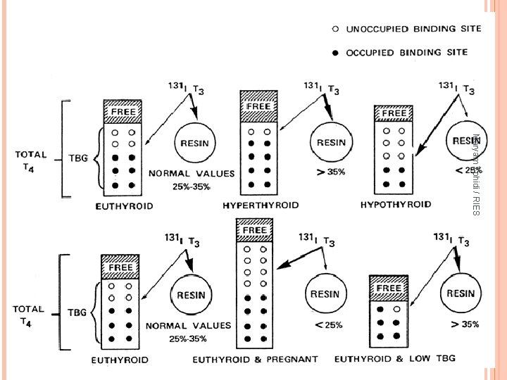 Maryam Tohidi / RIES 