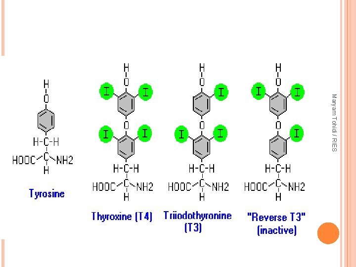 Maryam Tohidi / RIES 