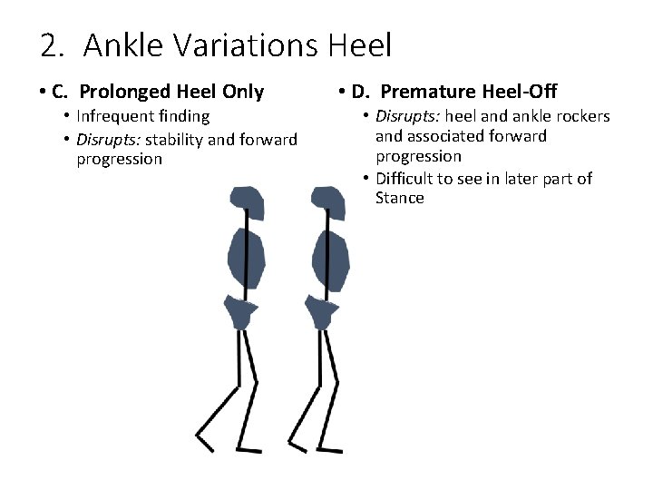 2. Ankle Variations Heel • C. Prolonged Heel Only • Infrequent finding • Disrupts: