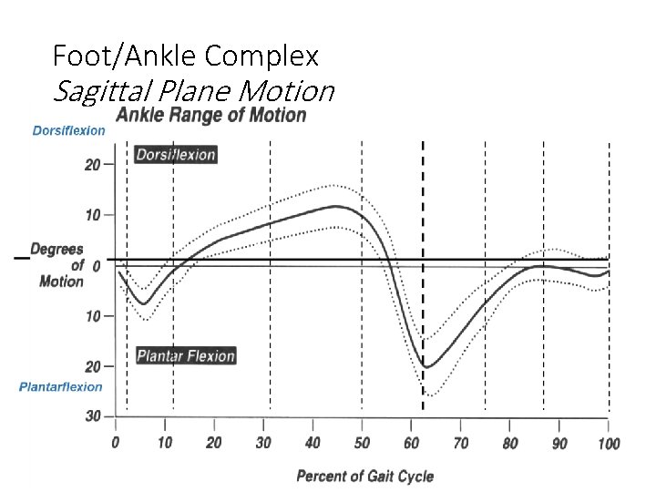 Foot/Ankle Complex Sagittal Plane Motion 