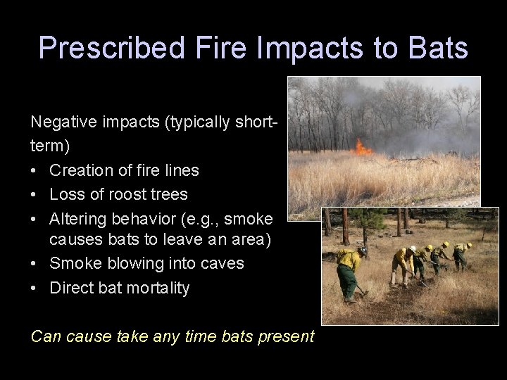 Indiana Bats Fire and the Endangered Species Act