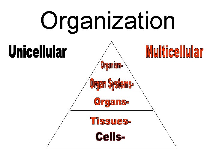 Organization 