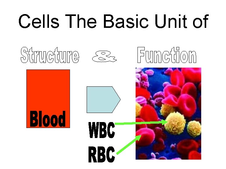 Cells The Basic Unit of 