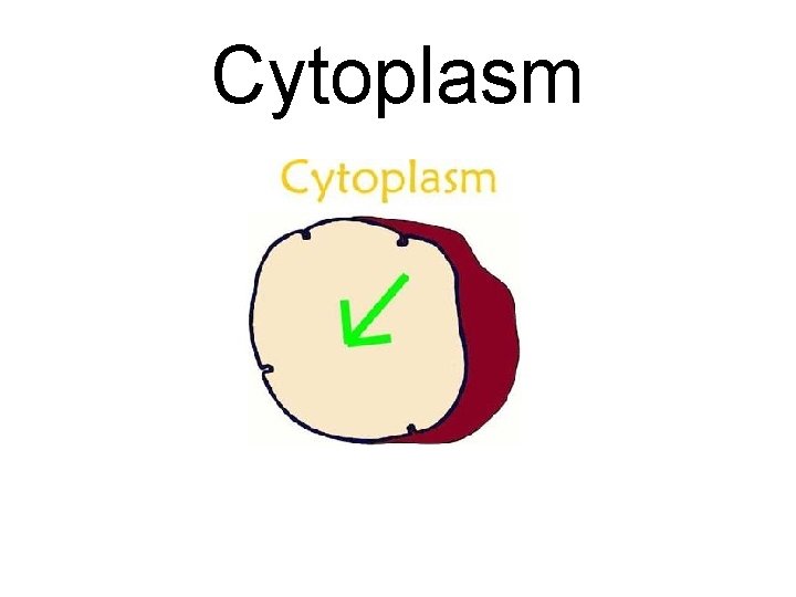 Cytoplasm 