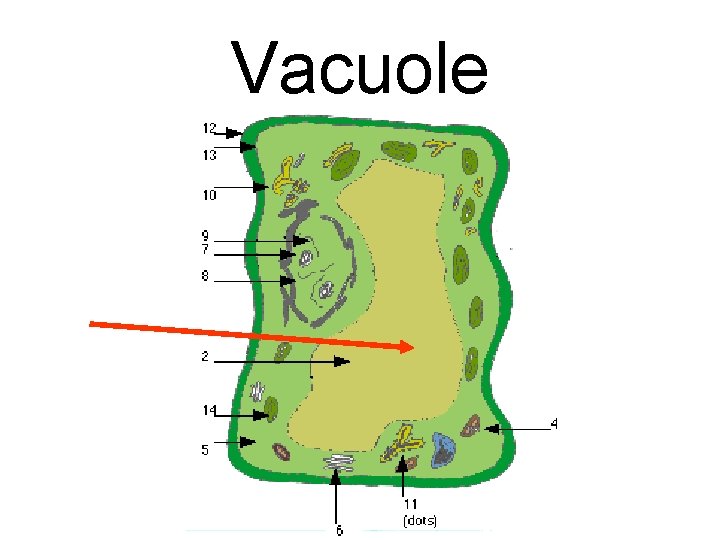 Vacuole 