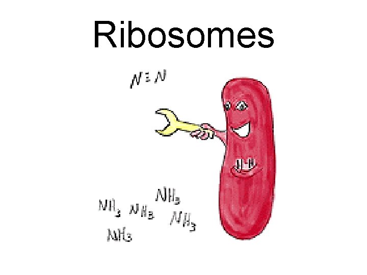 Ribosomes 