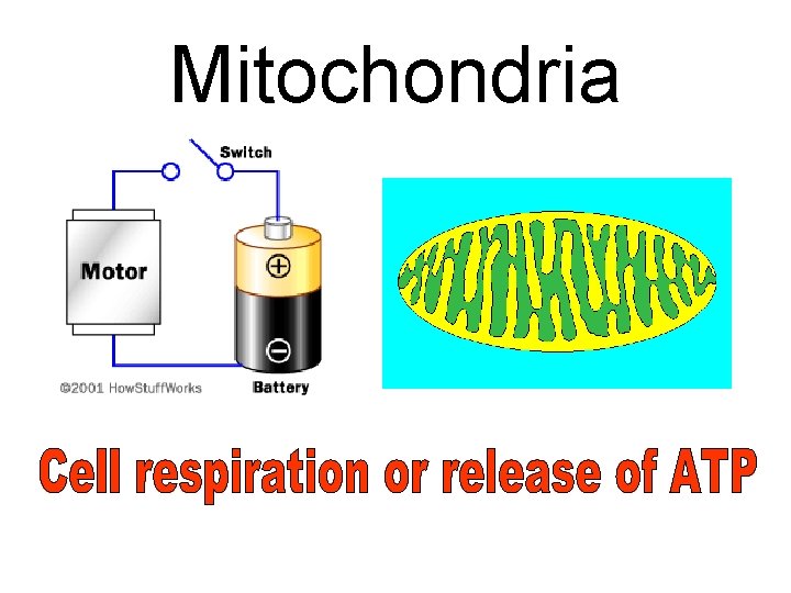 Mitochondria 