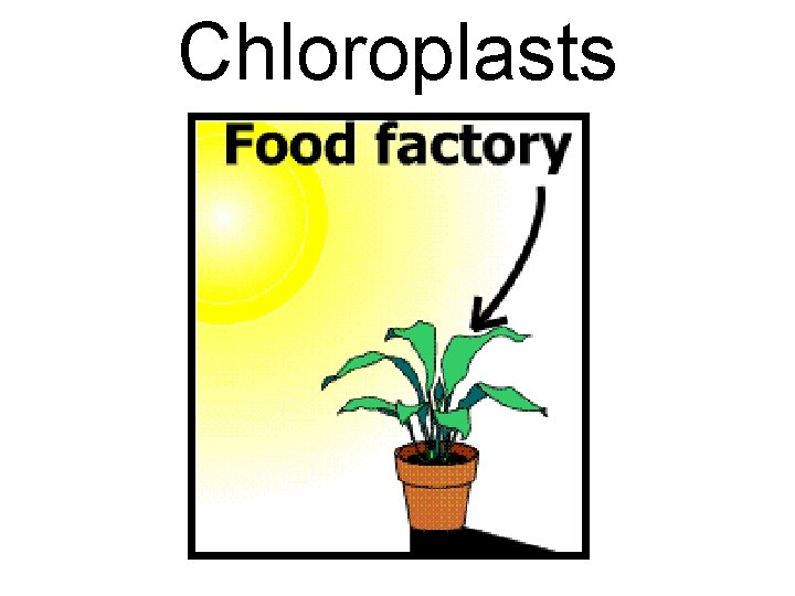 Chloroplasts 