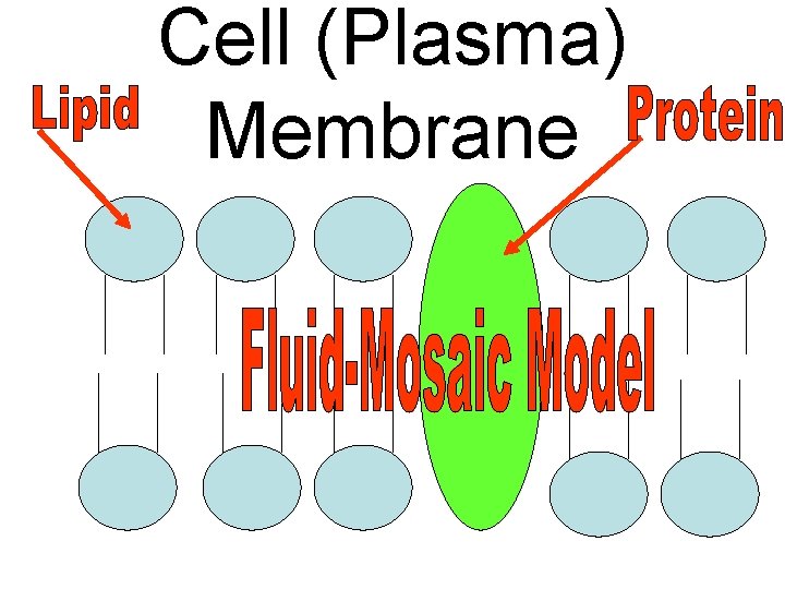 Cell (Plasma) Membrane 