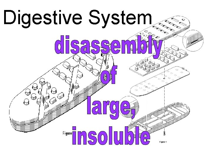 Digestive System 