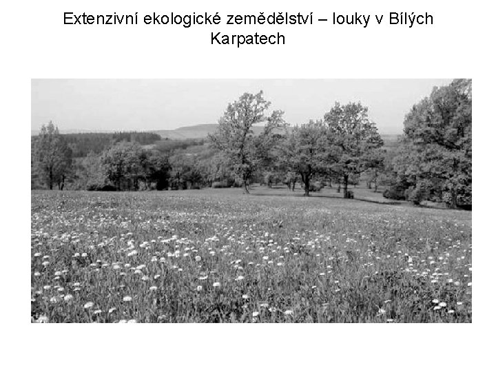 Extenzivní ekologické zemědělství – louky v Bílých Karpatech 