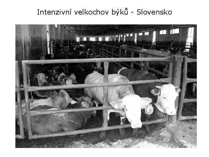 Intenzivní velkochov býků - Slovensko 
