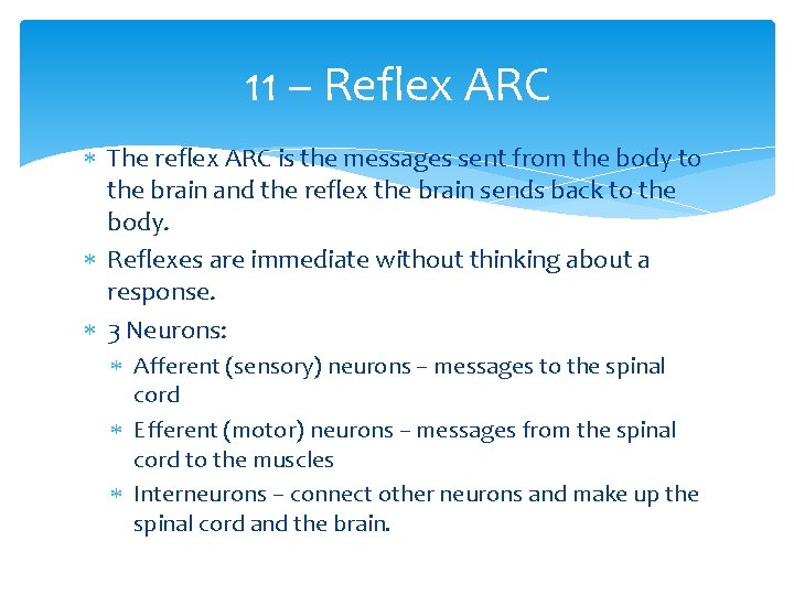 11 – Reflex ARC The reflex ARC is the messages sent from the body