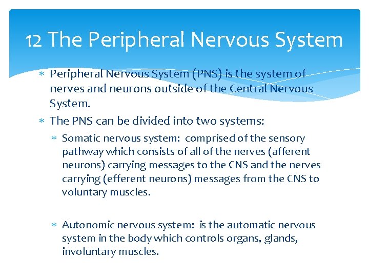 12 The Peripheral Nervous System (PNS) is the system of nerves and neurons outside